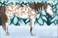 Horse Color:Amber Champagne Near Leopard and Amber Champagne Splash Near Leopard