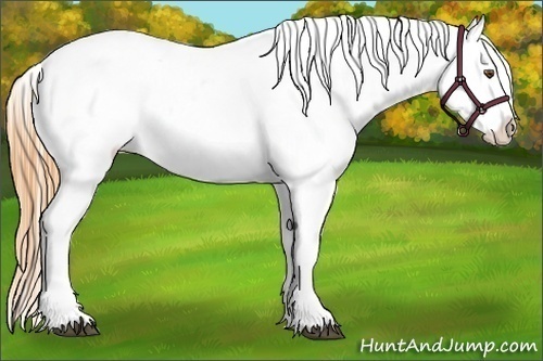 Horse Color:Buckskin Roan Dun Varnish 