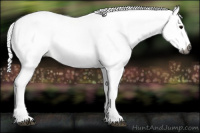 Horse Color:Gray White Spotted Grullo Roan 
