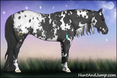 Horse Color:White Spotted Black Sabino Appaloosa Rabicano 