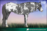 Horse Color:White Spotted Black Sabino Appaloosa Rabicano 
