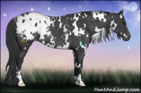 Horse Color:White Spotted Black Sabino Appaloosa Rabicano 