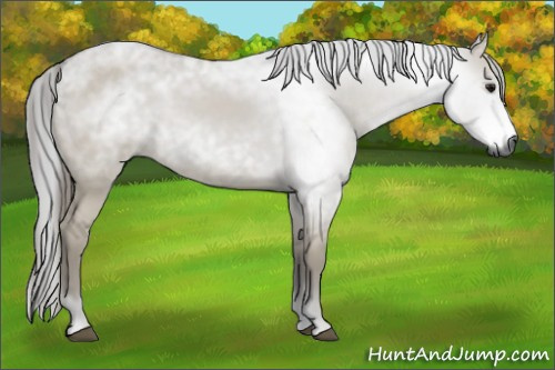Horse Color:Gray Smoky Grullo 