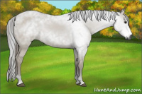 Horse Color:Gray Smoky Grullo