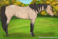 Horse Color:Buckskin Roan 