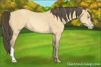 Horse Color:Amber Cream Champagne Rabicano 