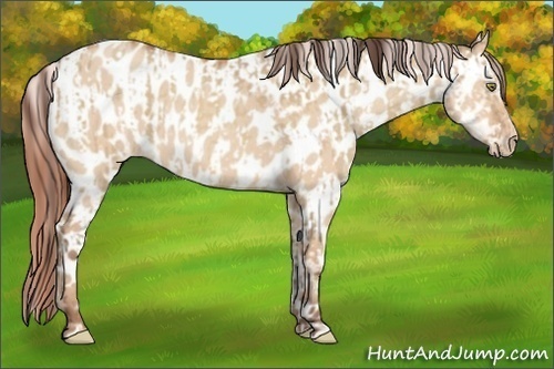 Horse Color:Sable Champagne Dun Appaloosa  and Sable Champagne Dun Appaloosa 