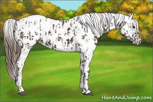 Horse Color:Chocolate Palomino Appaloosa  and Liver Chestnut Splash Appaloosa 