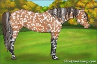 Horse Color:Bay Appaloosa