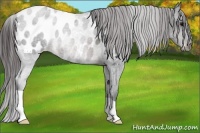 Horse Color:Brown Roan Appaloosa