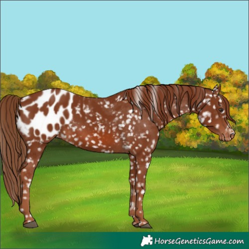 Horse Color:Chestnut Appaloosa 