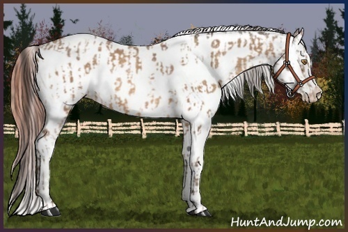 Horse Color:Sable Champagne Appaloosa  and Sable Champagne Appaloosa 
