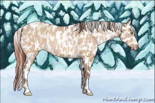 Horse Color:Amber Champagne Dun Appaloosa and Sable Champagne Dun Appaloosa