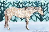 Horse Color:Amber Champagne Dun Appaloosa  and Sable Champagne Dun Appaloosa 