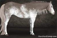 Horse Color:White Spotted Silver Black 