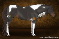 Horse Color:Liver Chestnut Tobiano 