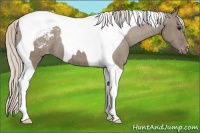 Horse Color:Silver Grullo Tobiano Appaloosa 