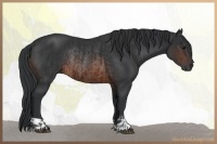 Horse Color:Brown Rabicano and Brown Rabicano