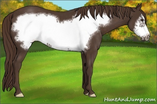 Horse Color:Liver Chestnut Frame