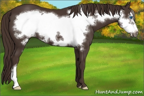 Horse Color:Liver Chestnut Frame 