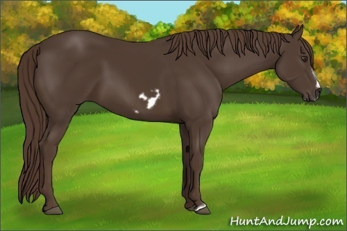 Horse Color:Liver Chestnut Frame 