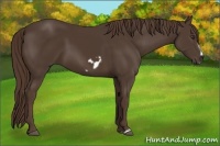 Horse Color:Liver Chestnut Frame 