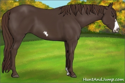 Horse Color:Liver Chestnut Frame