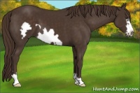 Horse Color:Liver Chestnut Frame