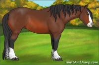 Horse Color:Bay Splash Rabicano