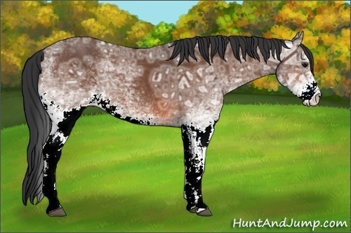Horse Color:White Spotted Bay Ice Rabicano 