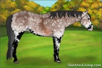 Horse Color:White Spotted Bay Ice Rabicano