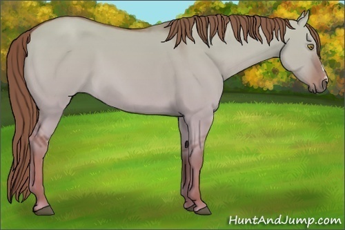 Horse Color:Red Dun 