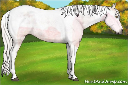 Horse Color:Gray Plaid  Silver Buckskin Ice Dun Tobiano 