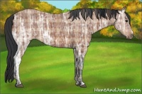 Horse Color:Plaid  Bay Ice 