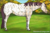 Horse Color:Plaid  Bay Ice Dun Appaloosa 