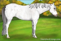 Horse Color:White Spotted Brown Ice Splash Frame Appaloosa