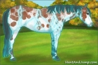 Horse Color:Thunderstruck White Spotted Bay 