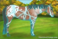 Horse Color:Thunderstruck Bay Appaloosa 