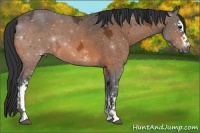 Horse Color:White Spotted Bay Ice