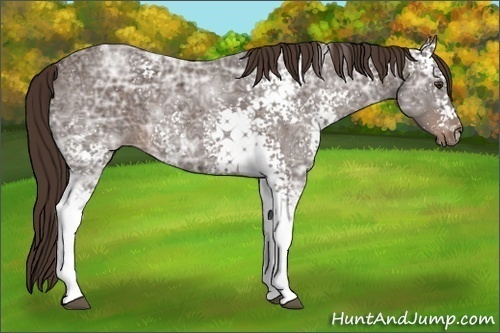 Horse Color:White Spotted Liver Chestnut Ice