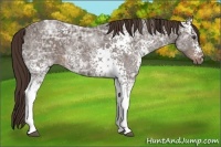Horse Color:White Spotted Liver Chestnut Ice