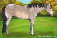 Horse Color:White Spotted Buckskin Ice 
