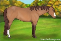 Horse Color:Chocolate Buckskin 