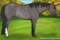 Horse Color:Grullo Rabicano 