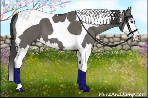 Horse Color:Grullo Splash Tobiano