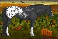 Horse Color:Black Appaloosa