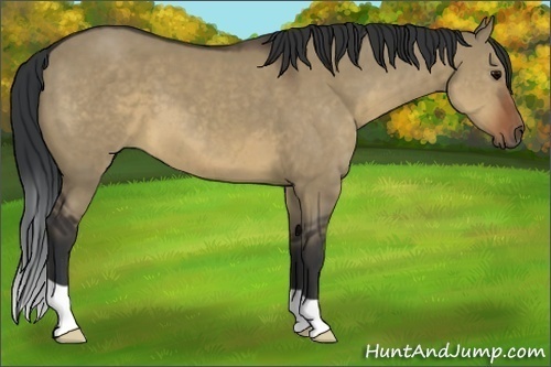 Horse Color:Brown Dun 