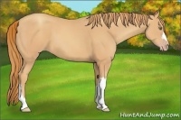 Horse Color:Gold Champagne 