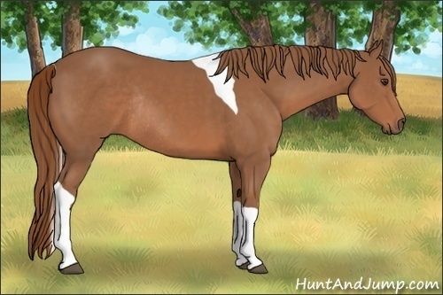 Horse Color:Chestnut Tobiano Rabicano 