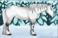 Horse Color:Silver Brown Chinchilla Onyx Appaloosa 